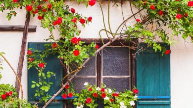 Photo of Как сделать дачу зеленее